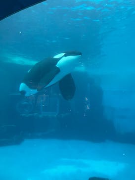名古屋港水族館に投稿された画像（2025/5/24）
