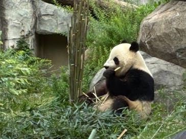 恩賜上野動物園に投稿された画像（2025/5/24）