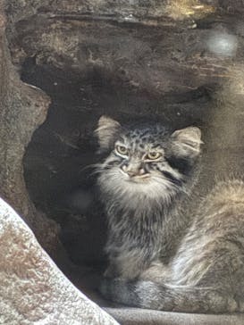恩賜上野動物園に投稿された画像（2025/5/24）