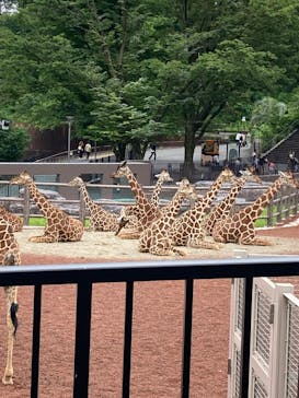 東京動物園協会_多摩動物公園に投稿された画像（2025/5/24）