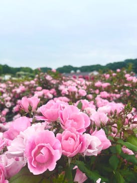 ぎふワールド・ローズガーデンに投稿された画像（2025/5/24）