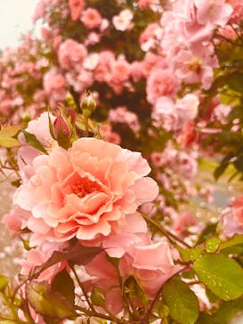 ぎふワールド・ローズガーデンに投稿された画像（2025/5/24）