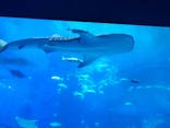 沖縄美ら海水族館に投稿された画像（2025/5/24）
