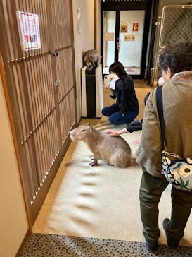 おさるランド＆アニタウン　日光さる軍団劇場に投稿された画像（2025/5/24）