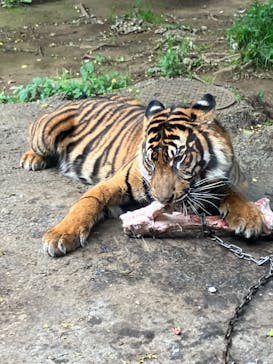 恩賜上野動物園に投稿された画像（2025/5/24）