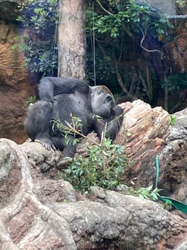 恩賜上野動物園に投稿された画像（2025/5/24）