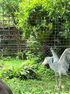 恩賜上野動物園に投稿された画像（2025/5/24）