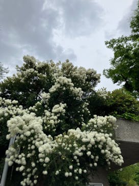 恩賜上野動物園に投稿された画像（2025/5/24）