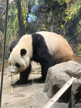 恩賜上野動物園に投稿された画像（2025/5/24）