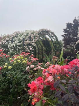 横浜イングリッシュガーデンに投稿された画像（2025/5/24）