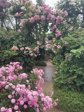 横浜イングリッシュガーデンに投稿された画像（2025/5/24）