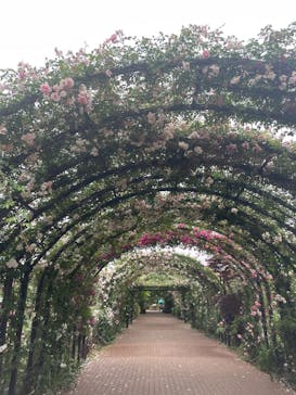 横浜イングリッシュガーデンに投稿された画像（2025/5/24）