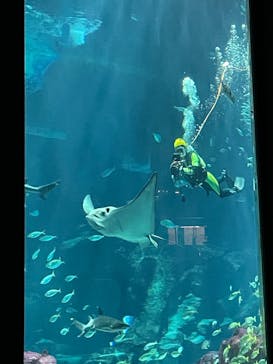 マリンワールド海の中道に投稿された画像（2025/5/24）