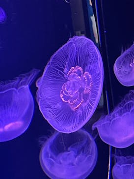 マリンワールド海の中道に投稿された画像（2025/5/24）