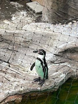 名古屋市東山動植物園に投稿された画像（2025/5/24）