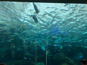 名古屋港水族館に投稿された画像（2025/5/24）