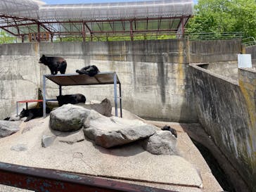 奥飛騨クマ牧場に投稿された画像（2025/5/24）