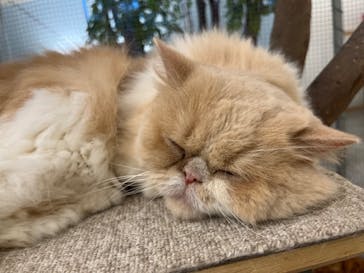 Moff アニマル カフェ イーアス 高尾店に投稿された画像（2025/5/24）