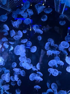 マクセル アクアパーク品川に投稿された画像（2025/5/24）