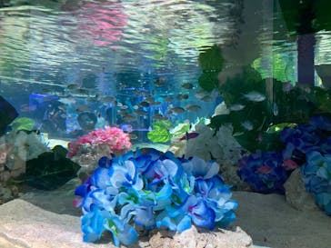 マクセル アクアパーク品川に投稿された画像（2025/5/24）