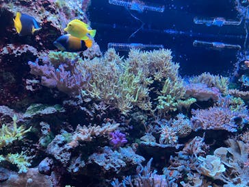 マクセル アクアパーク品川に投稿された画像（2025/5/24）