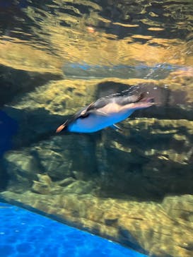 マクセル アクアパーク品川に投稿された画像（2025/5/24）