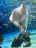 サンシャイン水族館に投稿された画像（2025/5/24）