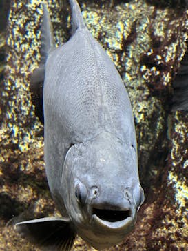 サンシャイン水族館に投稿された画像（2025/5/24）