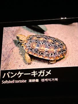 サンシャイン水族館に投稿された画像（2025/5/24）