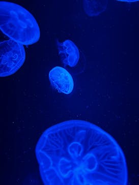 京都水族館に投稿された画像（2025/5/24）