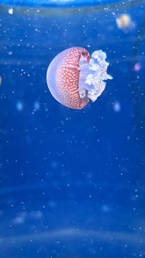 新江ノ島水族館に投稿された画像（2025/5/24）