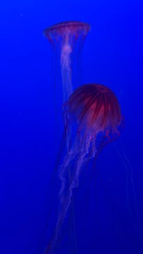 新江ノ島水族館に投稿された画像（2025/5/24）