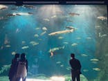 サケのふるさと 千歳水族館に投稿された画像（2025/5/25）