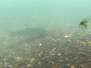 サケのふるさと 千歳水族館に投稿された画像（2025/5/24）
