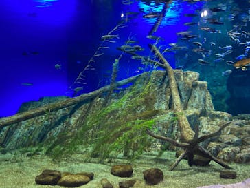 サケのふるさと 千歳水族館に投稿された画像（2025/5/24）