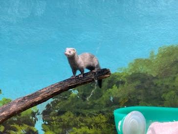 サケのふるさと 千歳水族館に投稿された画像（2025/5/24）