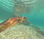 nico 宮古島に投稿された画像（2025/5/25）