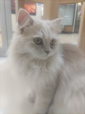 Cat Café MOFF 枚方モール店に投稿された画像（2025/5/24）