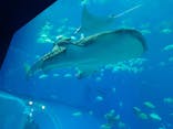 沖縄美ら海水族館に投稿された画像（2025/5/25）