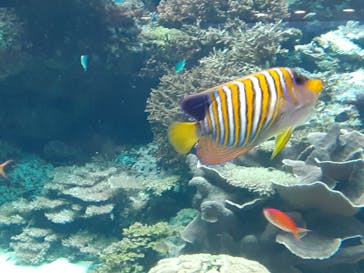 沖縄美ら海水族館に投稿された画像（2025/5/24）