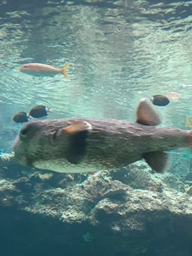 沖縄美ら海水族館に投稿された画像（2025/5/24）