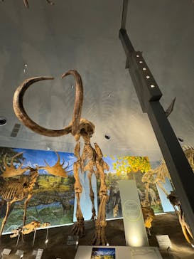 福井県立恐竜博物館に投稿された画像（2025/5/24）