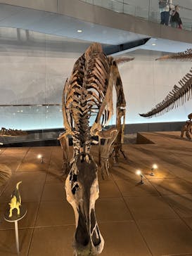 福井県立恐竜博物館に投稿された画像（2025/5/24）