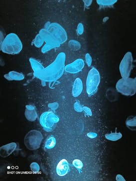 京都水族館に投稿された画像（2025/5/25）