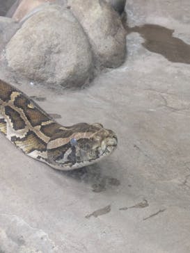 恩賜上野動物園に投稿された画像（2025/5/25）