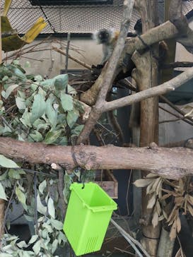 恩賜上野動物園に投稿された画像（2025/5/25）