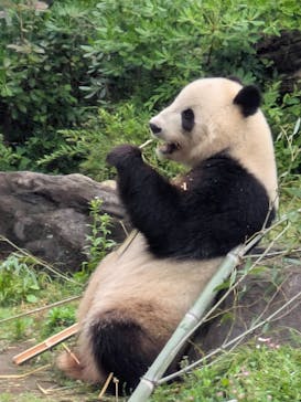 恩賜上野動物園に投稿された画像（2025/5/25）