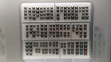 国立科学博物館に投稿された画像（2025/5/25）