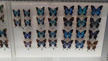 国立科学博物館に投稿された画像（2025/5/25）