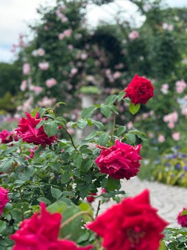 ぎふワールド・ローズガーデンに投稿された画像（2025/5/25）